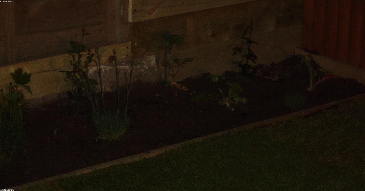 Colorful backyard butterfly garden with native flowers, mulch, and a stone border